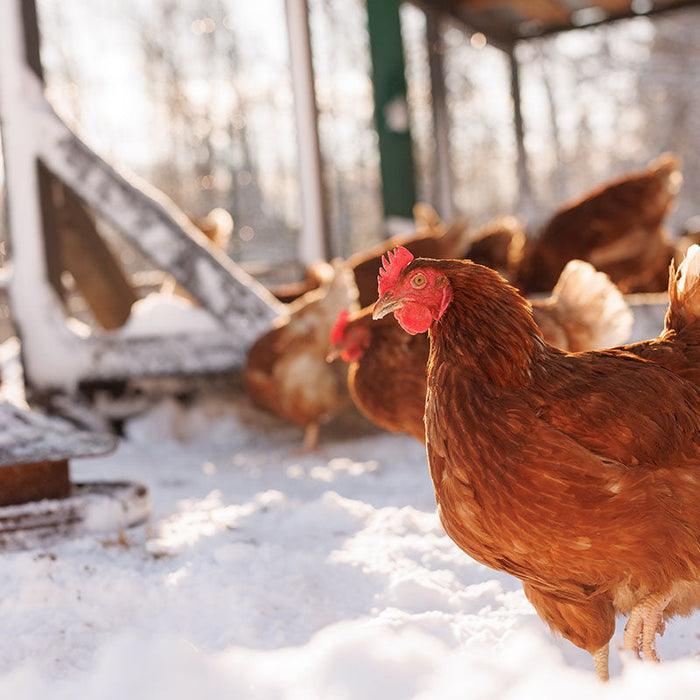 Winter Chicken Care: How to safely winterize your chicken coop