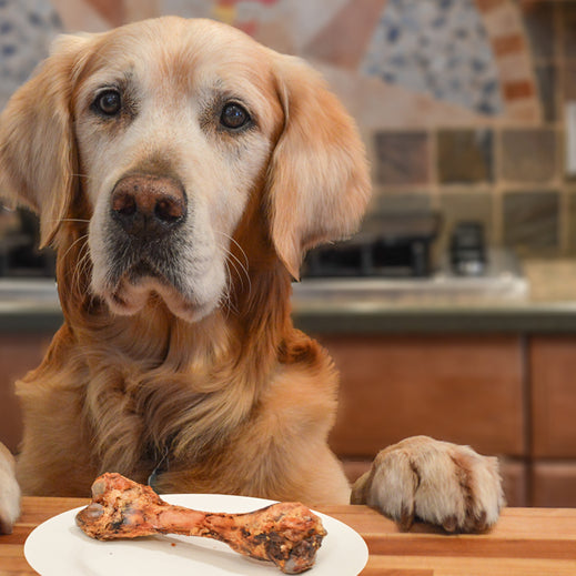 How to Stop Your Dog from Counter Surfing