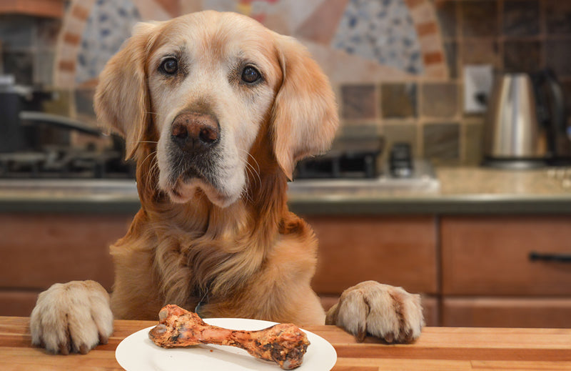 How to Stop Your Dog from Counter Surfing