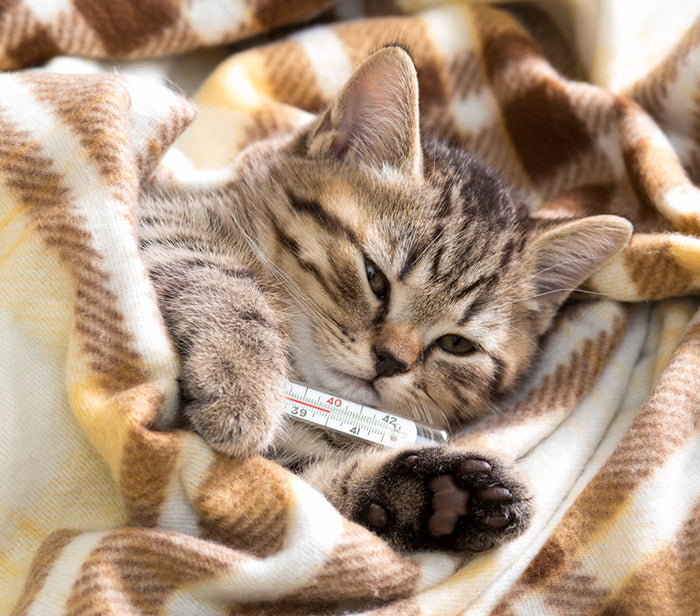 How to Take a Cat's Temperature — K&H Pet Products