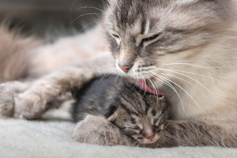 How to Take Care of Your Baby Kitten: Essential Tips & Tricks