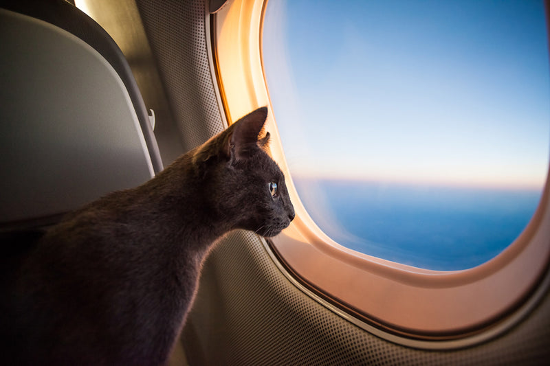 How to Travel with a Cat on a Plane — K&H Pet Products