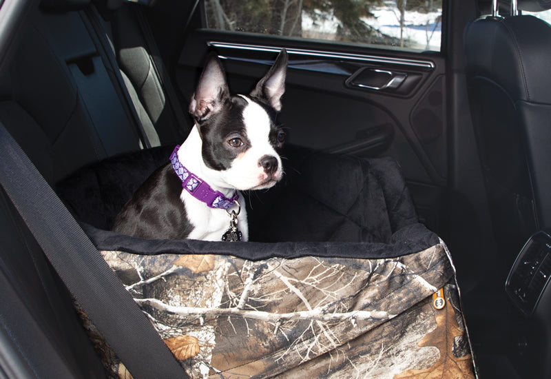 How to Travel with a Dog in a Car
