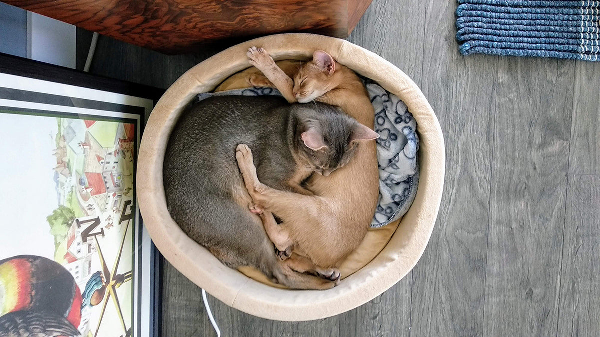 Indoor Cat Comfort: Caring for Elderly Cats - Safe Use of Heated Beds ...