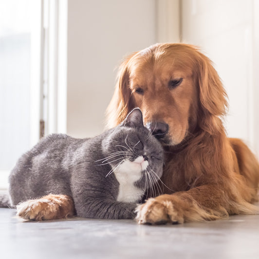 Introducing a Dog to a Cat Home