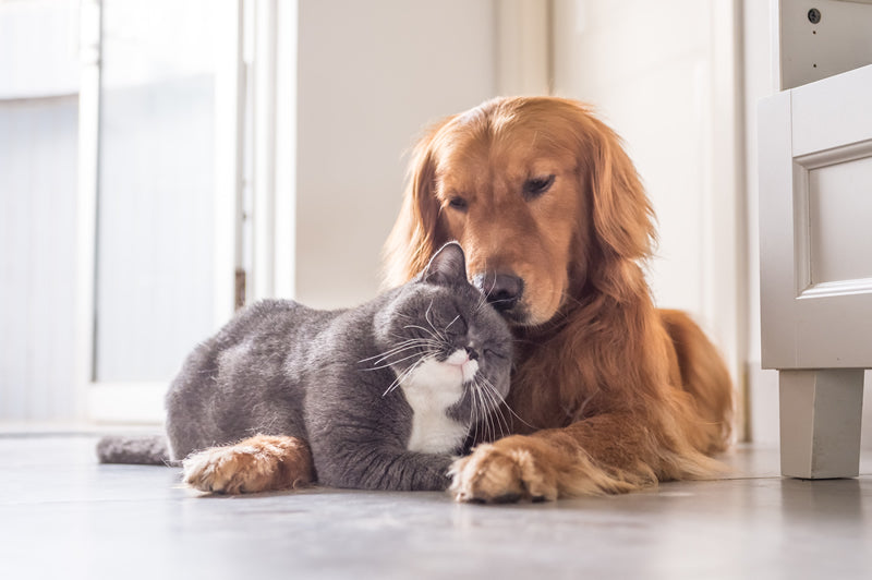 Introducing a Dog to a Cat Home