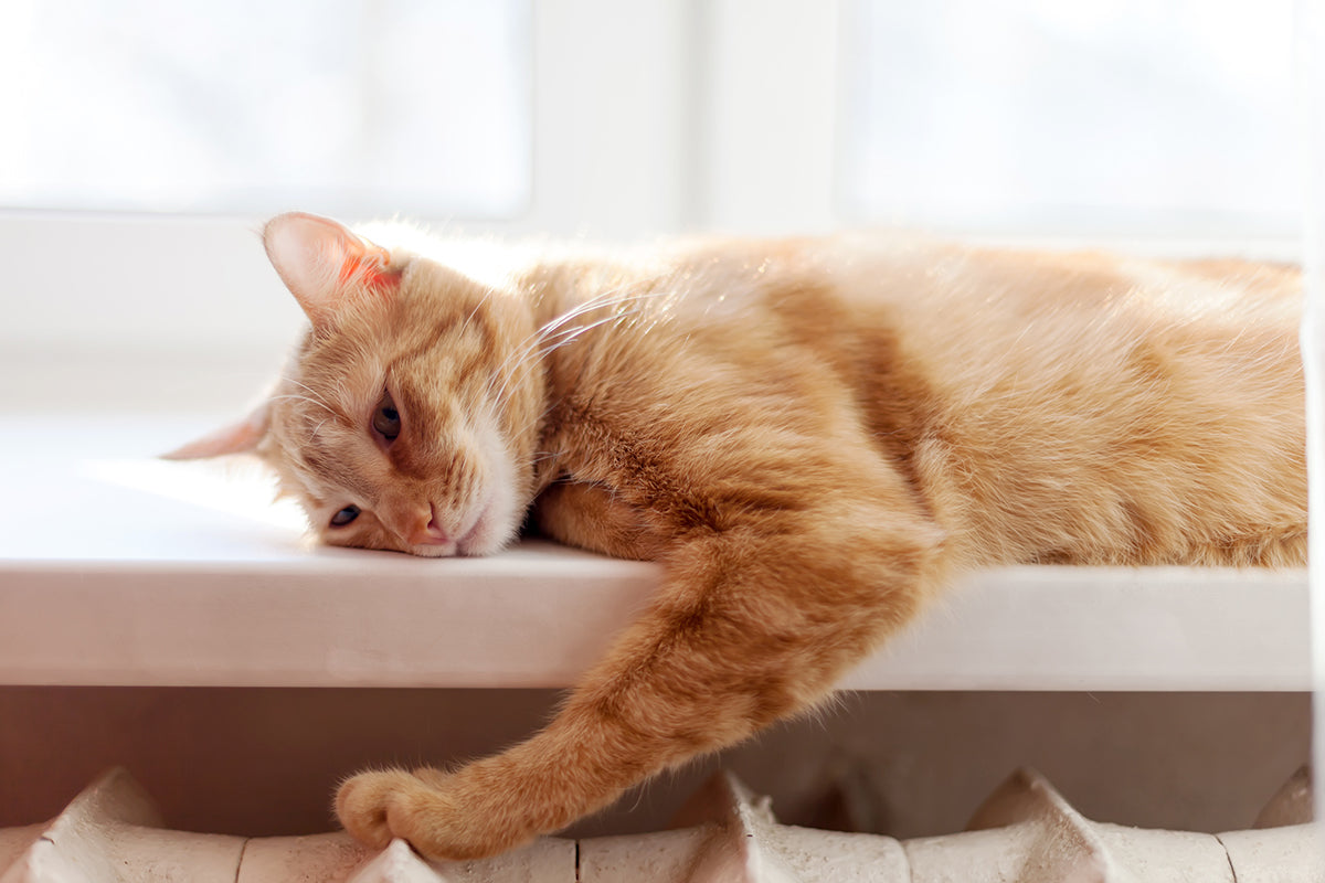 Cats are highly intelligent and can get bored. Learn how to help your feline avoid boredom in this blog.