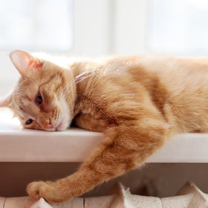 Cats are highly intelligent and can get bored. Learn how to help your feline avoid boredom in this blog.