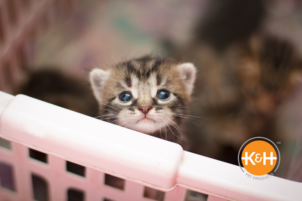 Handling newborn deals kittens