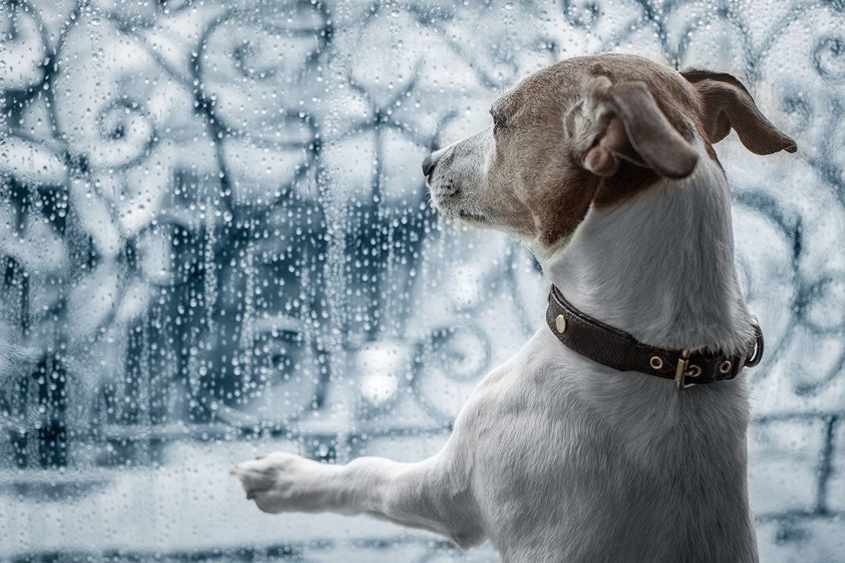 Keeping Small Pets Comfortable in Extreme Weather: Heating and Cooling Tips