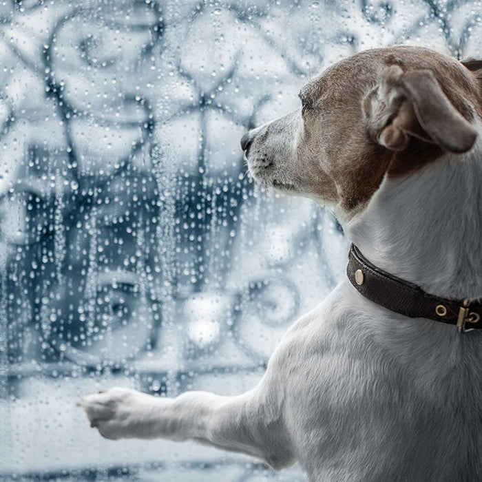 Keeping Small Pets Comfortable in Extreme Weather: Heating and Cooling Tips
