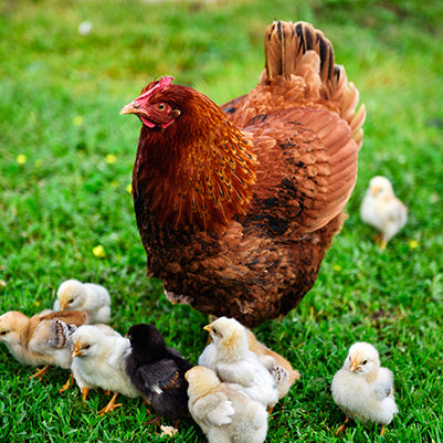 Understanding the life cycle of chickens is important to keep them happy and healthy through all stages of a chicken's life.