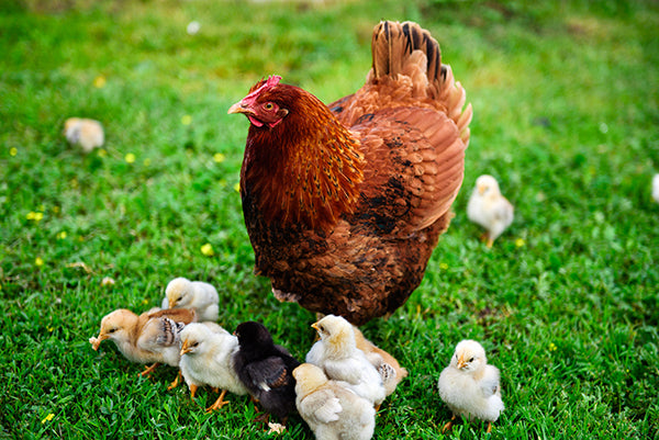 Understanding the life cycle of chickens is important to keep them happy and healthy through all stages of a chicken's life.
