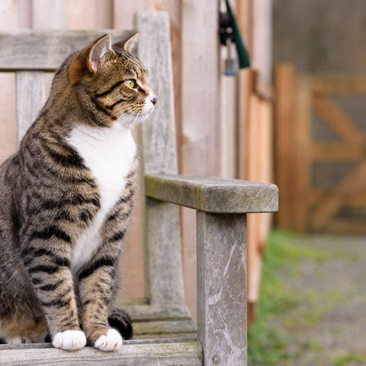 Moving an Outdoor Cat to a New Home