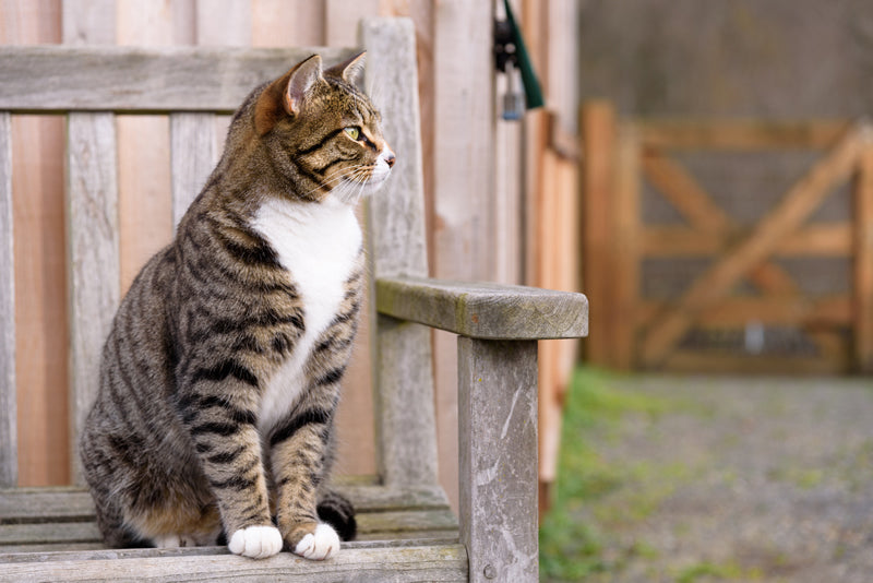 10 Tips for Moving with Cats Across the Country