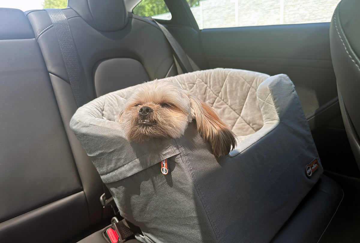 Dogs can get car sickness, just like humans. Discover what you can do to help your pup in this blog.