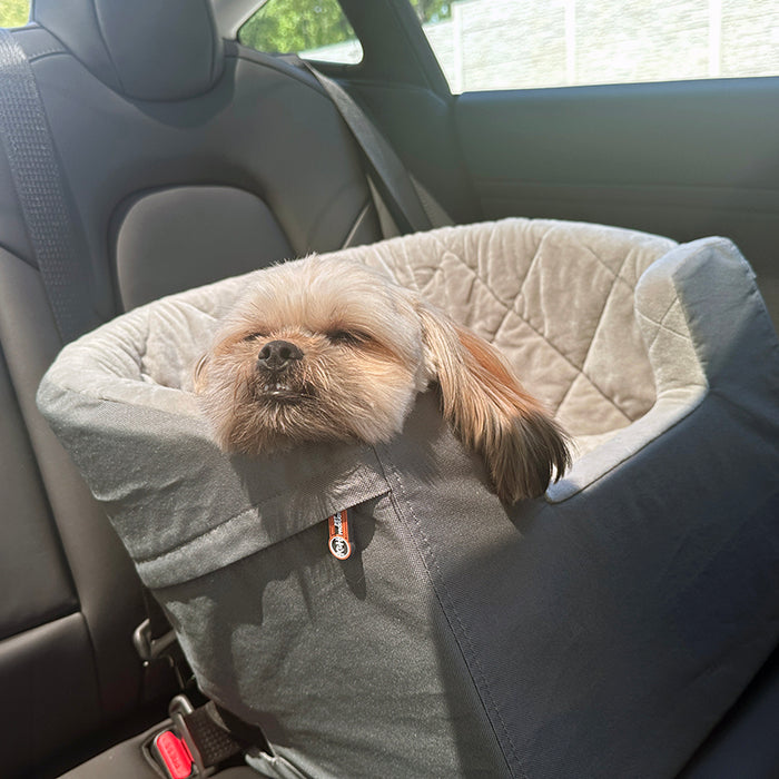 Dogs can get car sickness, just like humans. Discover what you can do to help your pup in this blog.