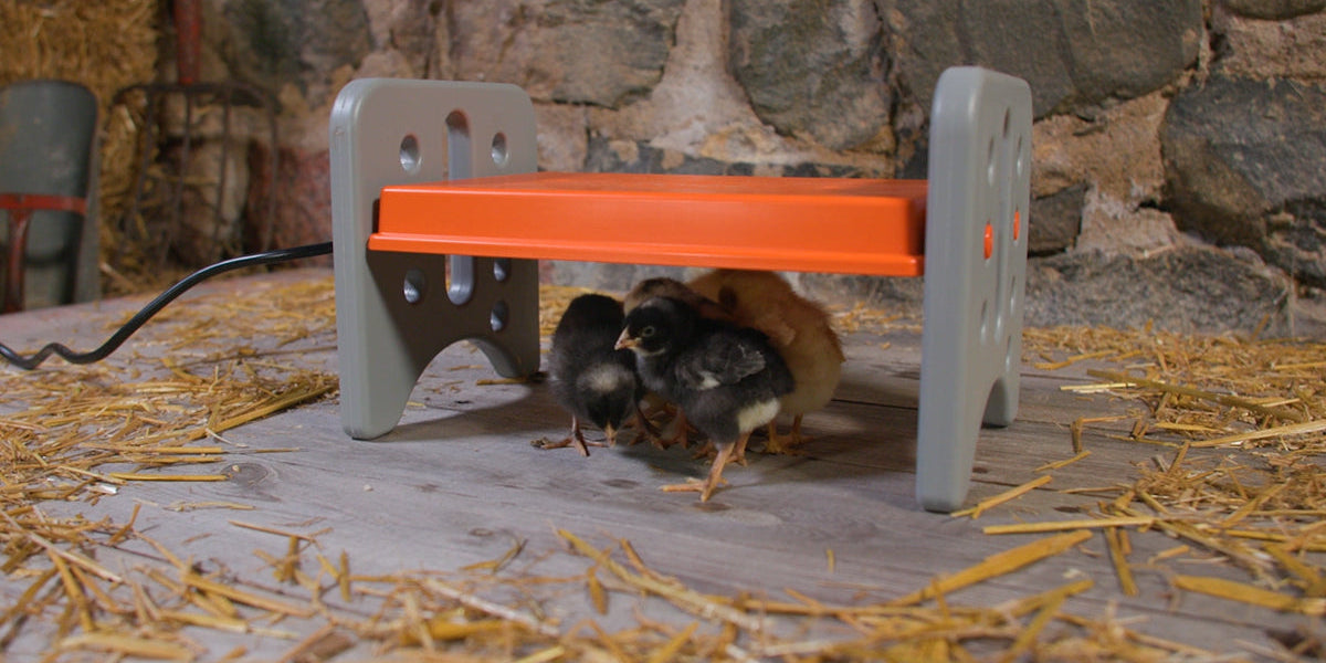 New Chick Care: How to prevent chicken brooder/heat lamp fires — K&H ...
