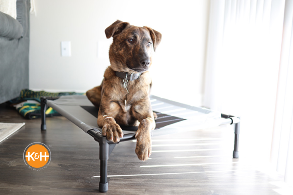 a dog relaxes on a pet cot