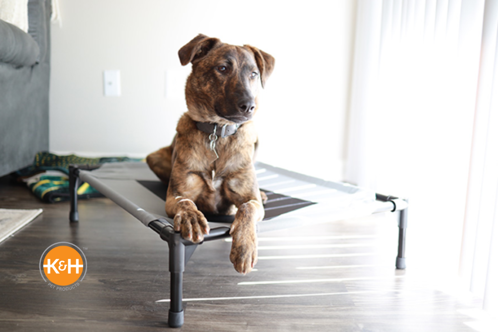 Best dog outlet cot