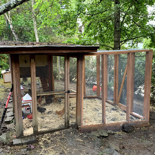 Raising chickens sometimes requires quick thinking