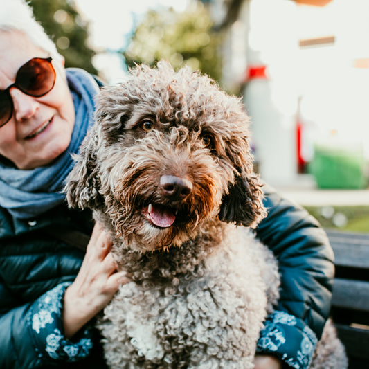 Should I Adopt a Dog from a Previous Owner?