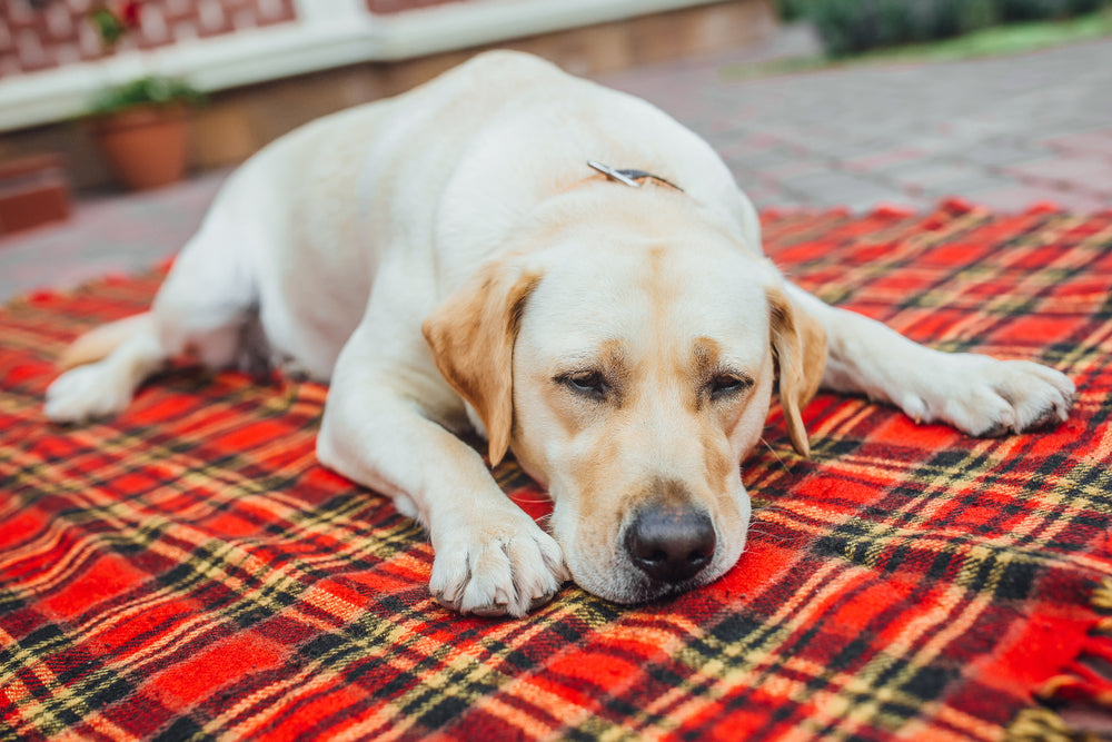 A lot can be done to help older dogs experiencing incontinence.