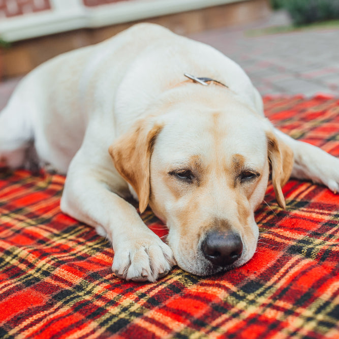 A lot can be done to help older dogs experiencing incontinence.