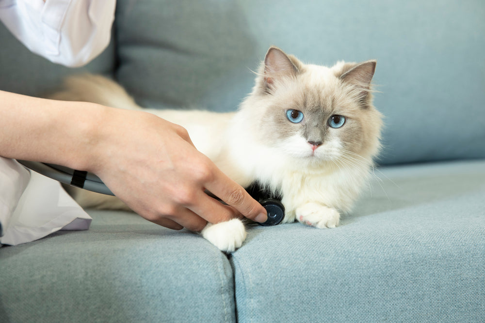 Taking your cat's heart rate is fairly easy; just be calm and your kitty will think you're simply petting her.