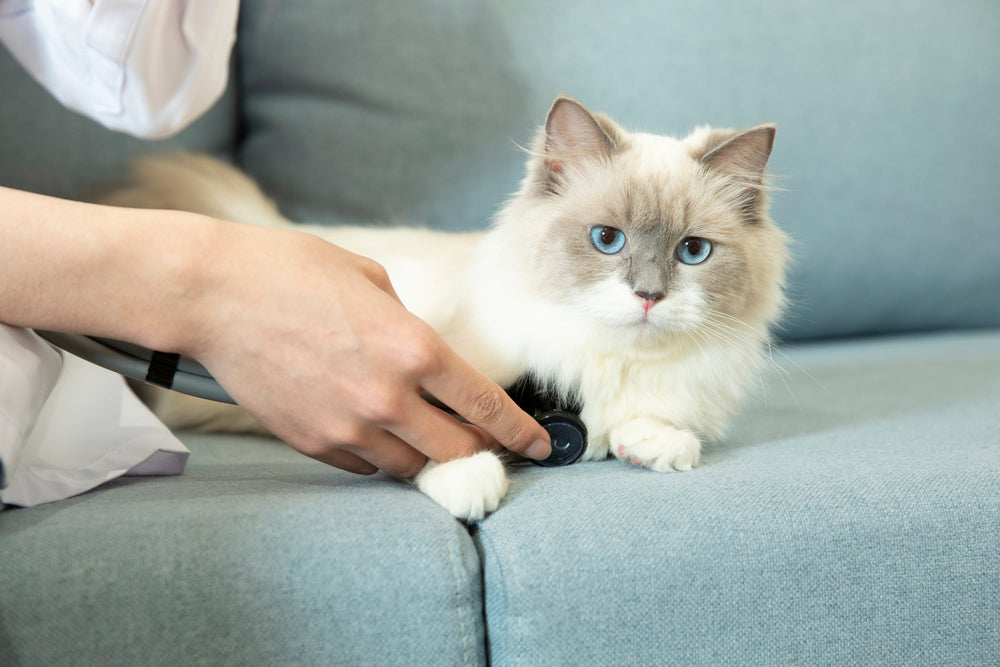 What Is a Normal Heart Rate for Cats? — K&H Pet Products