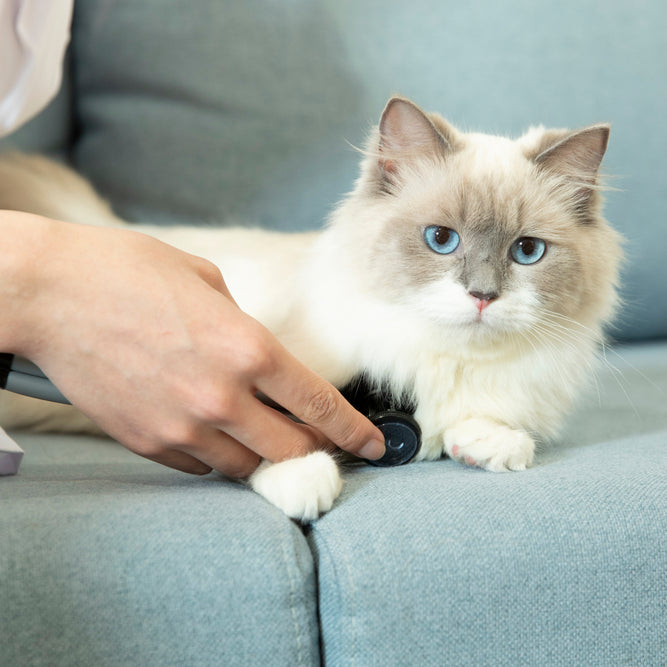 Taking your cat's heart rate is fairly easy; just be calm and your kitty will think you're simply petting her.