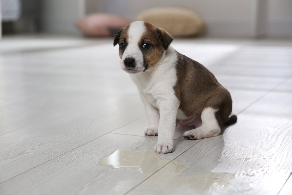 Your puppy is eager to learn. Potty training with bells is a great way to house train your dog.