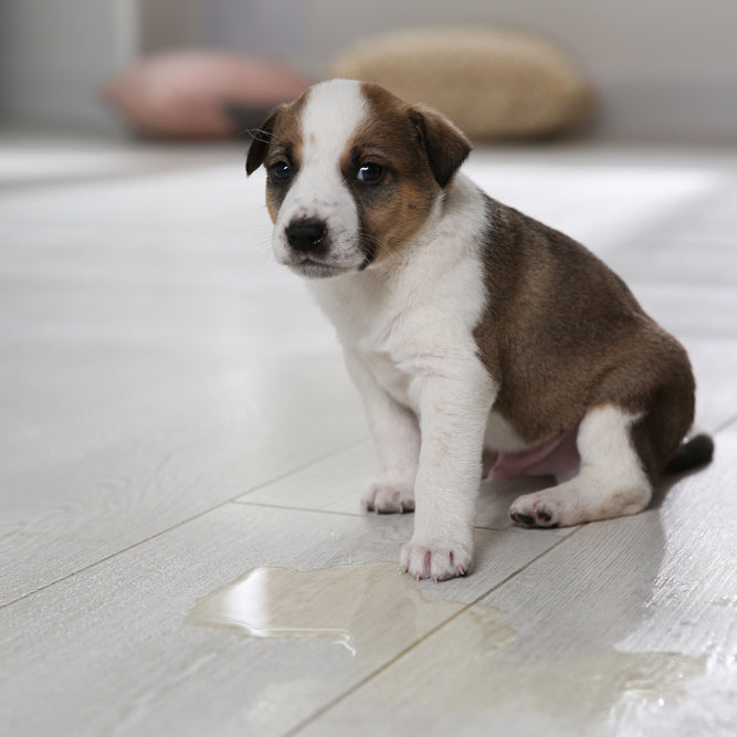 Your puppy is eager to learn. Potty training with bells is a great way to house train your dog.