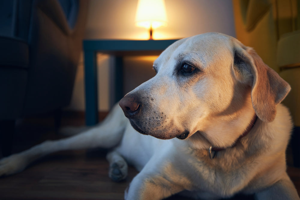 Some senior dogs struggle with anxiety during the night. Here are some ways to help.