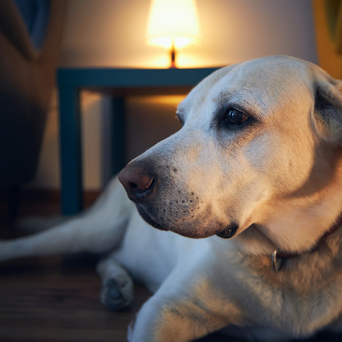 Some senior dogs struggle with anxiety during the night. Here are some ways to help.