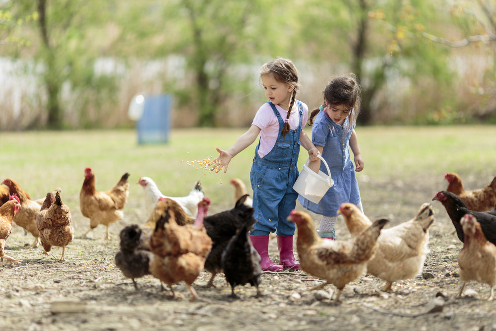 9 Types of Chicken Feed Explained — K&H Pet Products