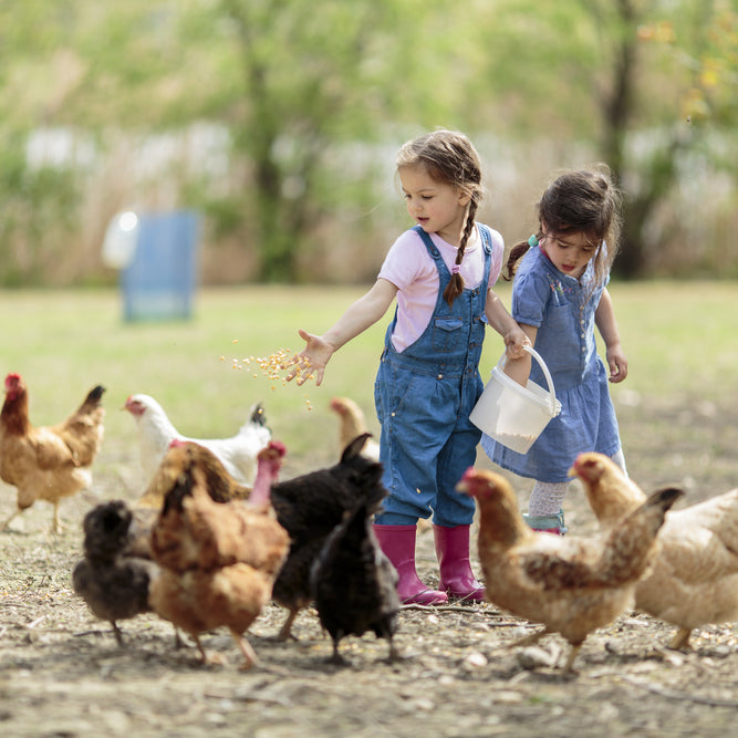 There are many types of chicken feed to choose from. Here's how to choose the right one for your flock.