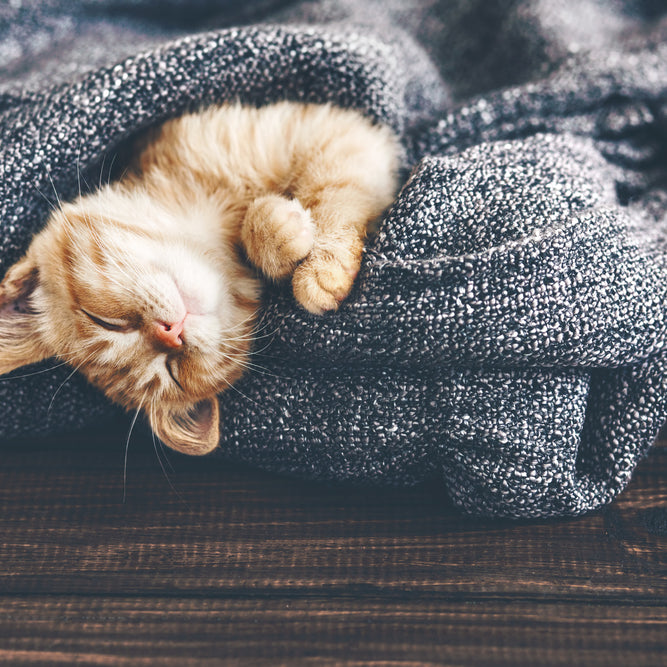 Does it seem like your cat sleeps all the time? Find out how many hours a day cats sleep.
