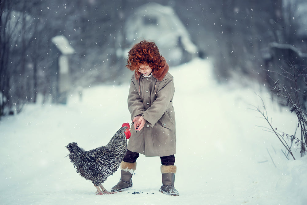 Do chickens lay eggs in the winter? Find out why hens lay fewer eggs during the winter months.