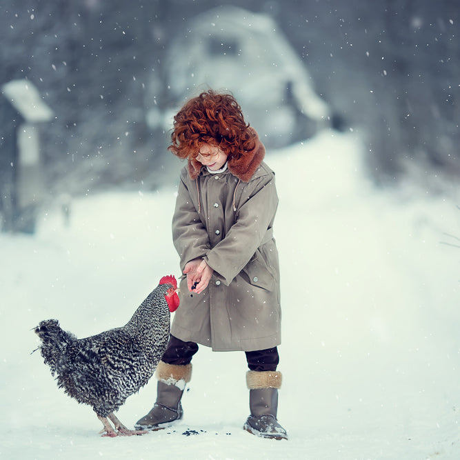 Do chickens lay eggs in the winter? Find out why hens lay fewer eggs during the winter months.