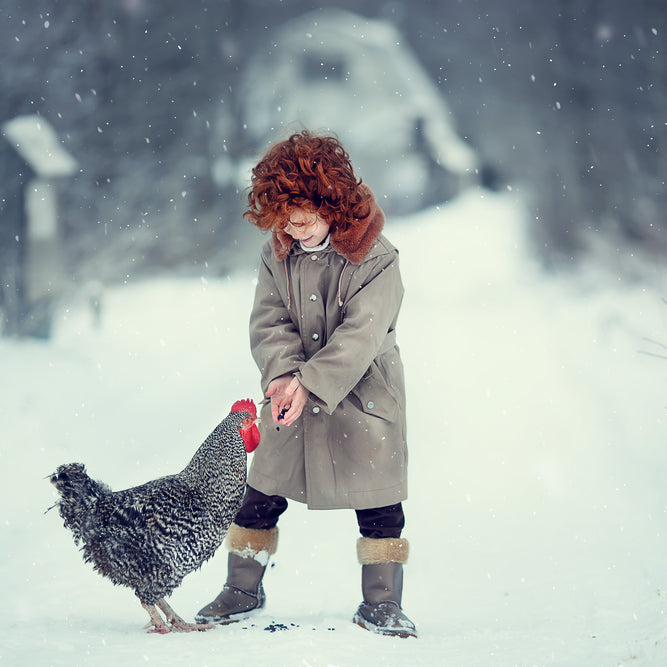 Do chickens lay eggs in the winter? Find out why hens lay fewer eggs during the winter months.