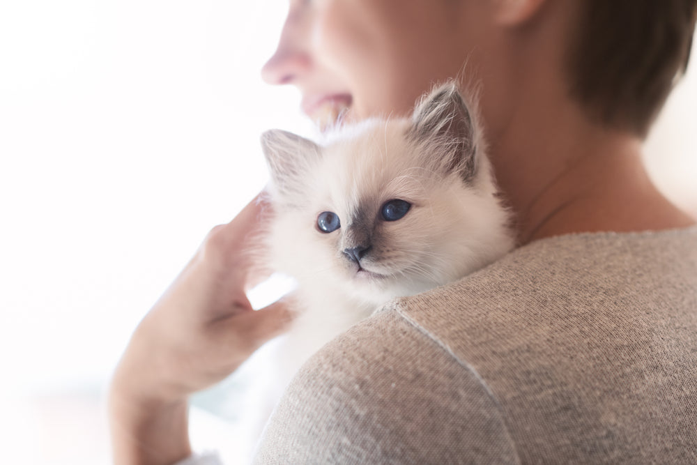 What age can you cuddle a kitten?