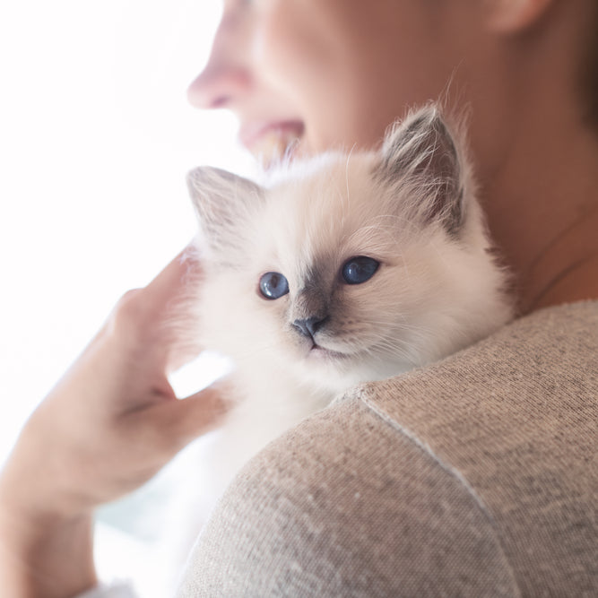 With lots of attention and handling, you can raise a cuddly kitten.