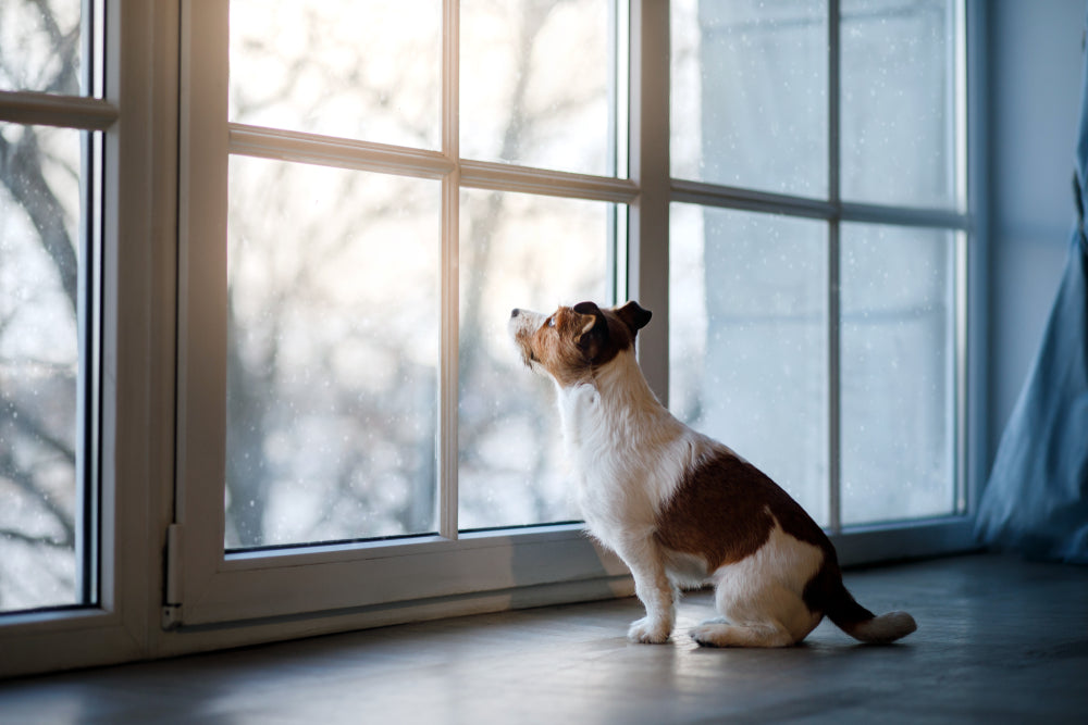 Your puppy is an adorable bundle of energy, but when is he old enough to go outside?