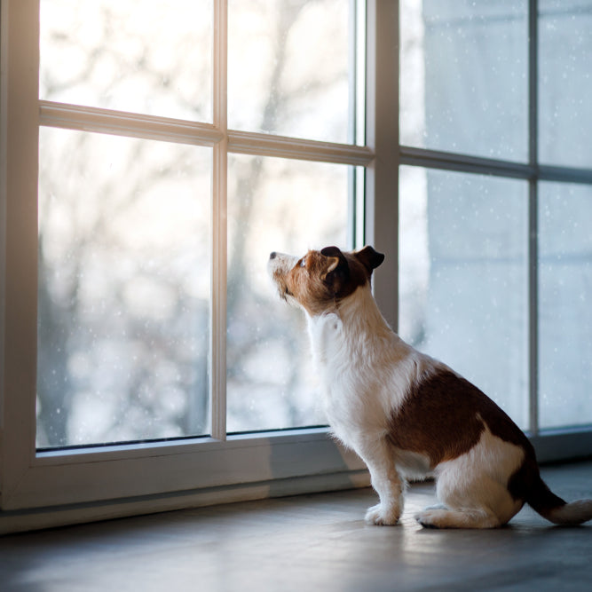 Your puppy is an adorable bundle of energy, but when is he old enough to go outside?