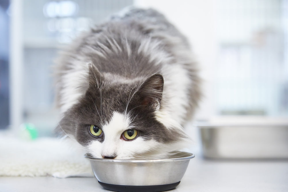 How Long Can Cats Go Without Food? — K&H Pet Products
