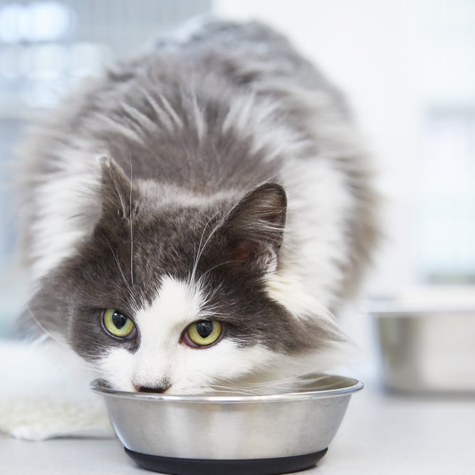 How long can cats go without food? The answer might surprise you.