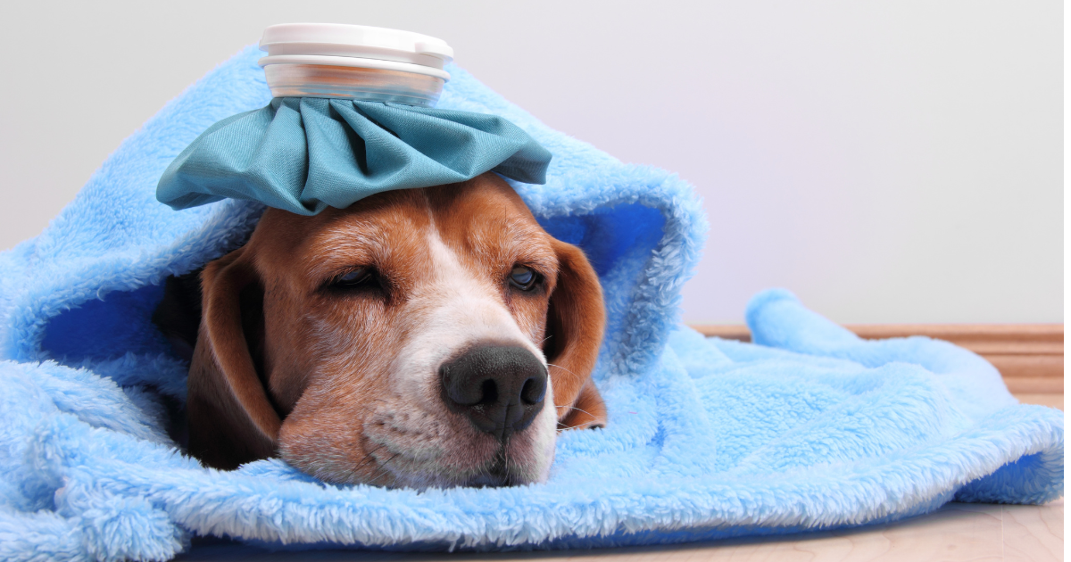 Spring Allergies In Pets – How Spring Triggers Pet Allergies, Signs Owners Often Miss