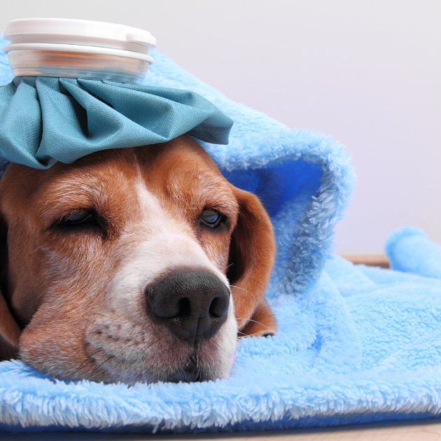 Spring Allergies In Pets – How Spring Triggers Pet Allergies, Signs Owners Often Miss
