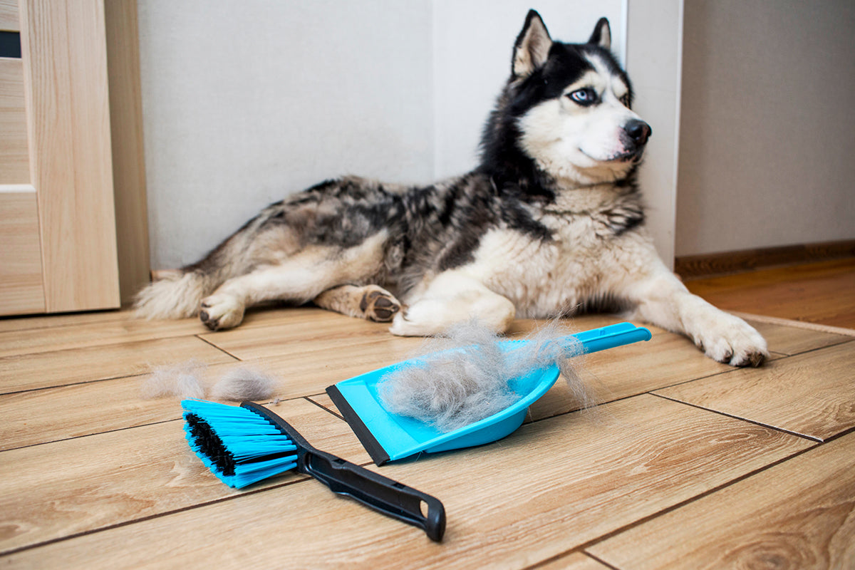 Spring Cleaning for Pet Parents: Tips for a Safer, Cleaner Home — K&H ...